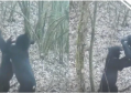 红外相机意外拍下野生黑熊打闹 重量级选手上演激烈争霸赛